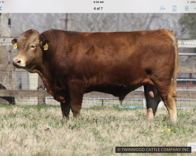 Herd Sire