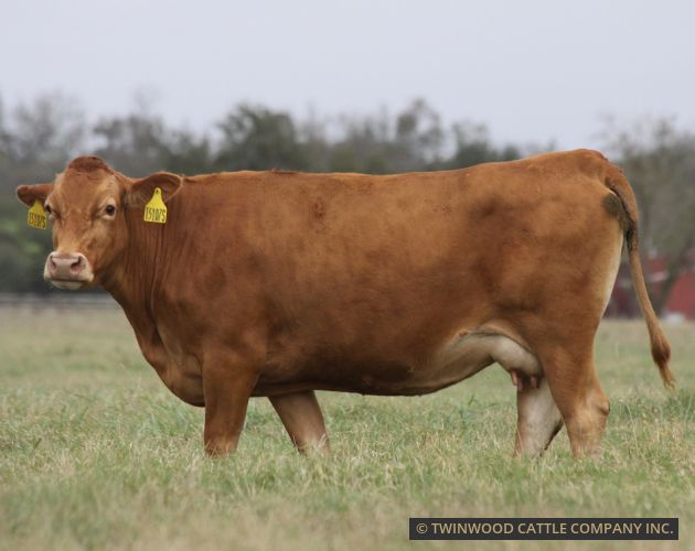 Herd Dam