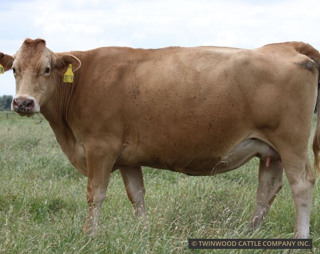 Herd Dam