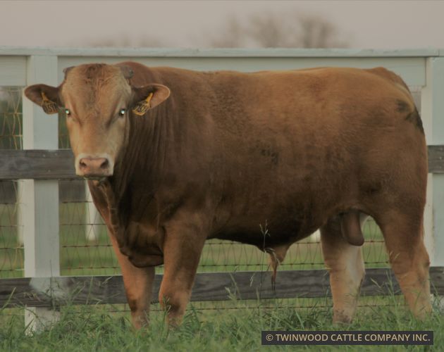 Herd Sire