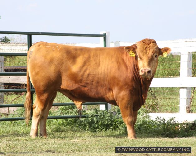 Herd Sire