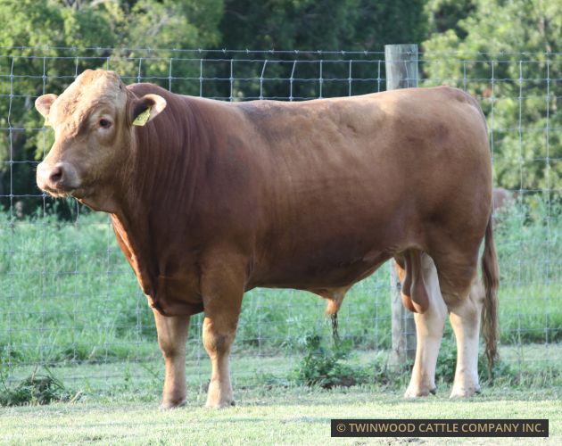 Herd Sire