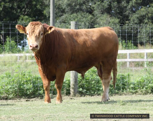 Herd Sire
