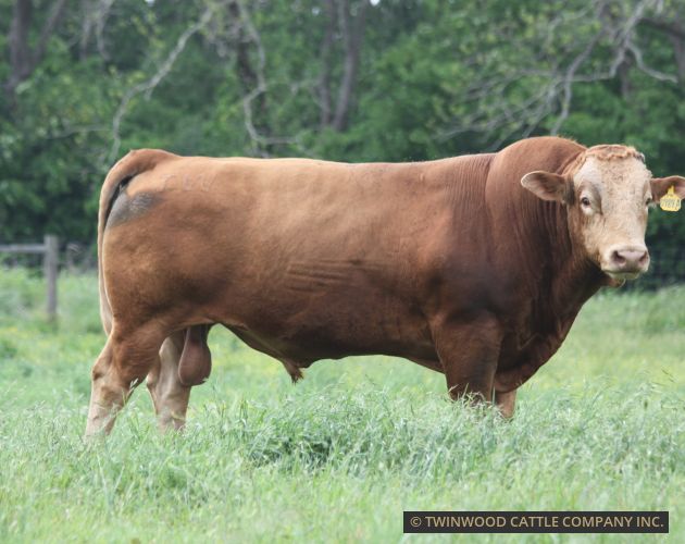 Herd Sire