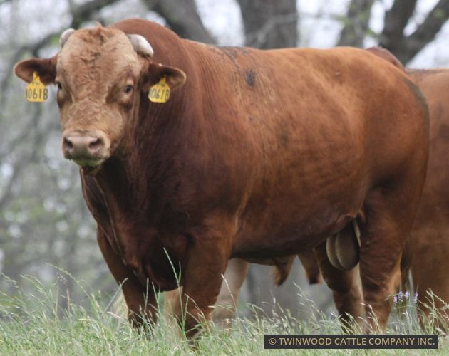 Herd Sire