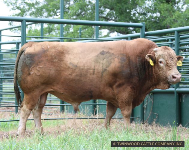 Herd Sire