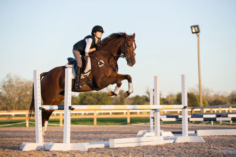 Equestrian Services