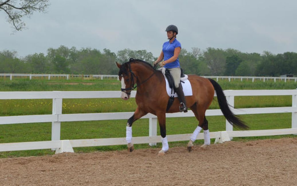 Equestrian Services