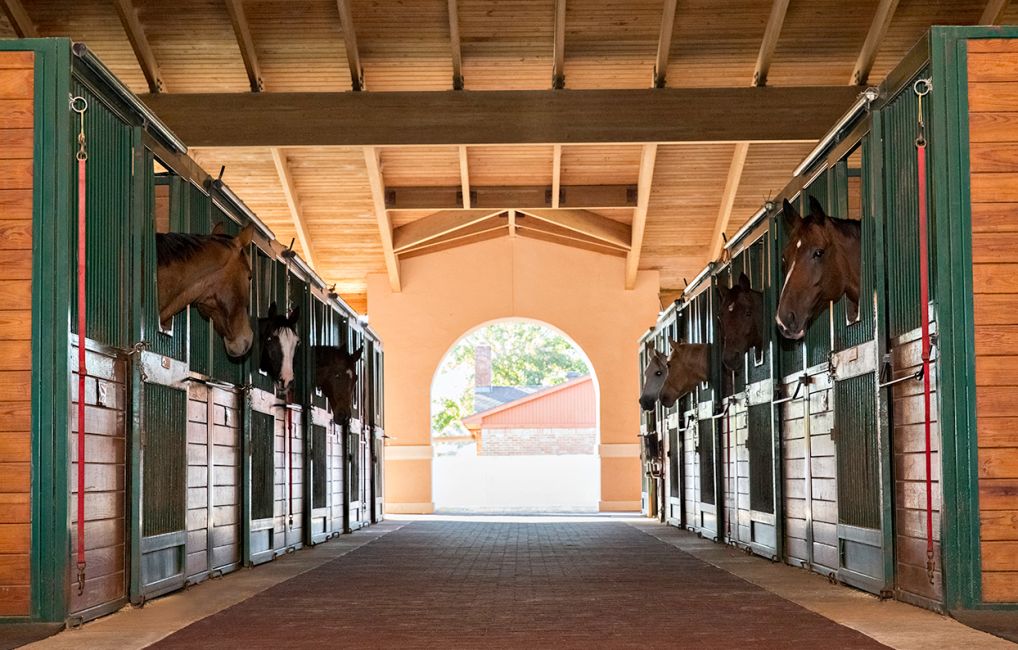 Equestrian Services