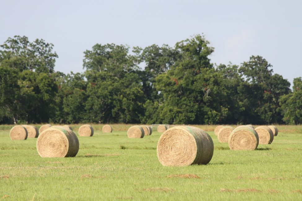 Hay Production