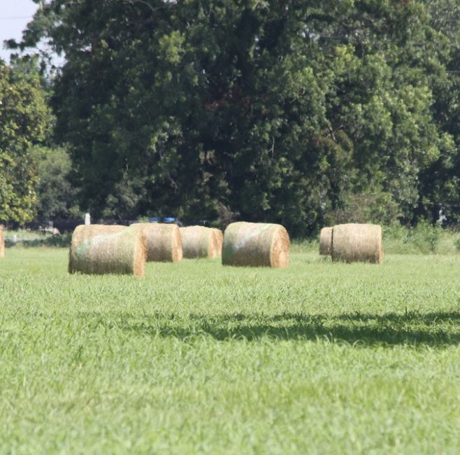 Hay Production