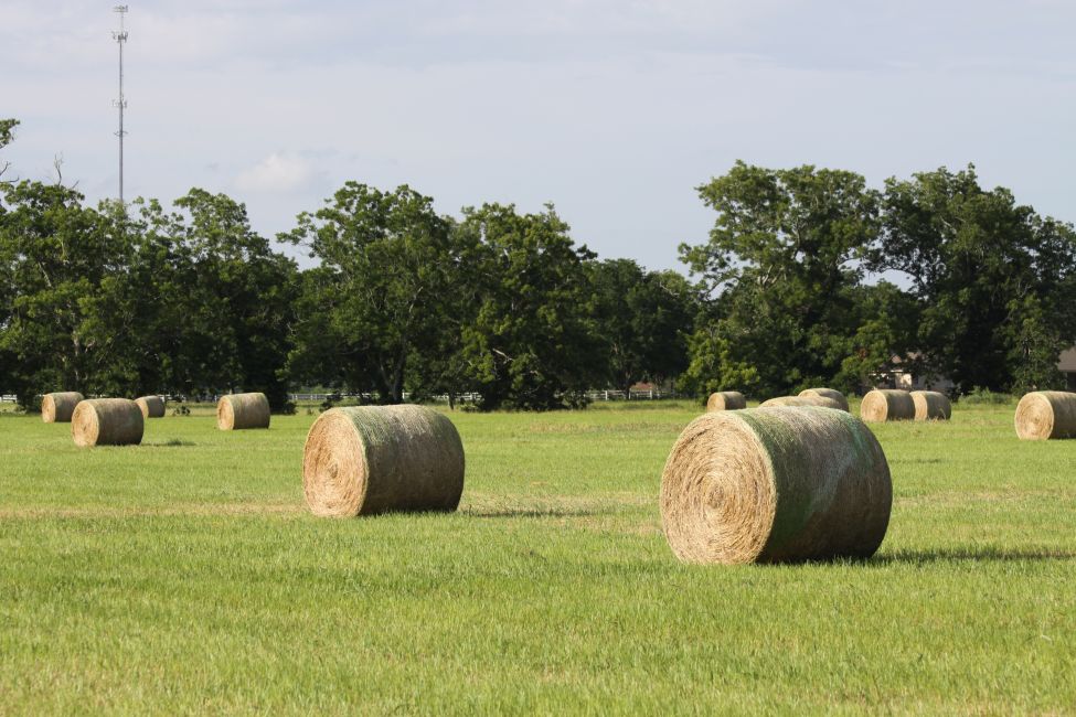 Hay Production