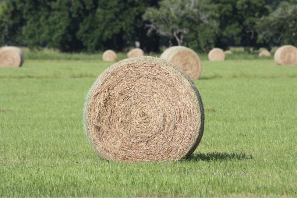 Hay Production