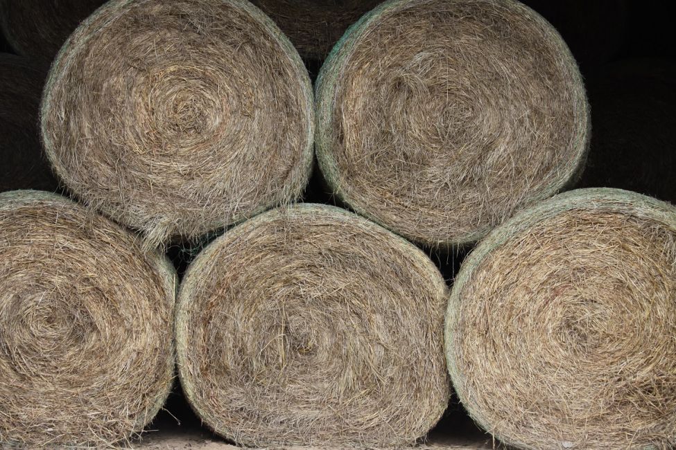 Hay Production