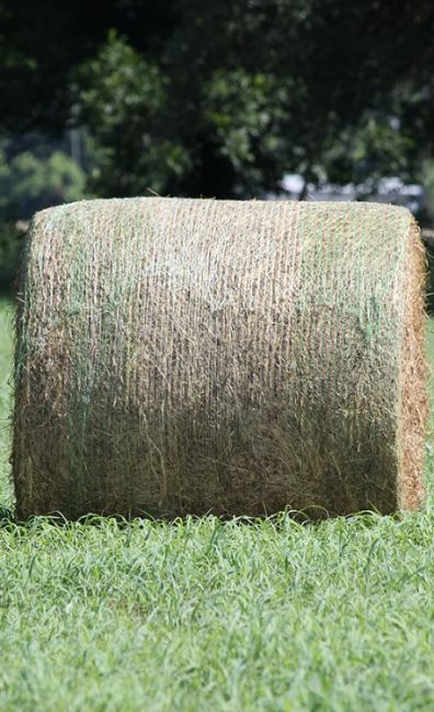 Hay Production