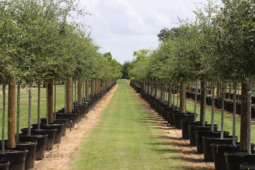 Ornamental Trees