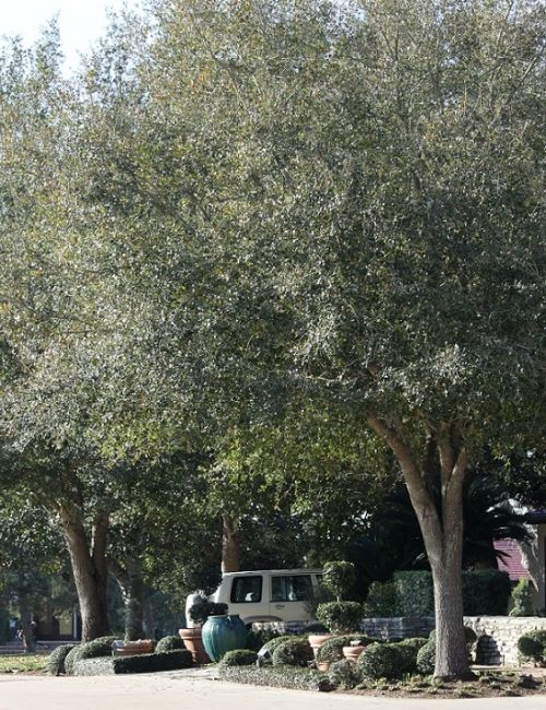 Ornamental Trees