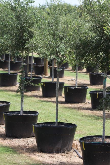 Ornamental Trees