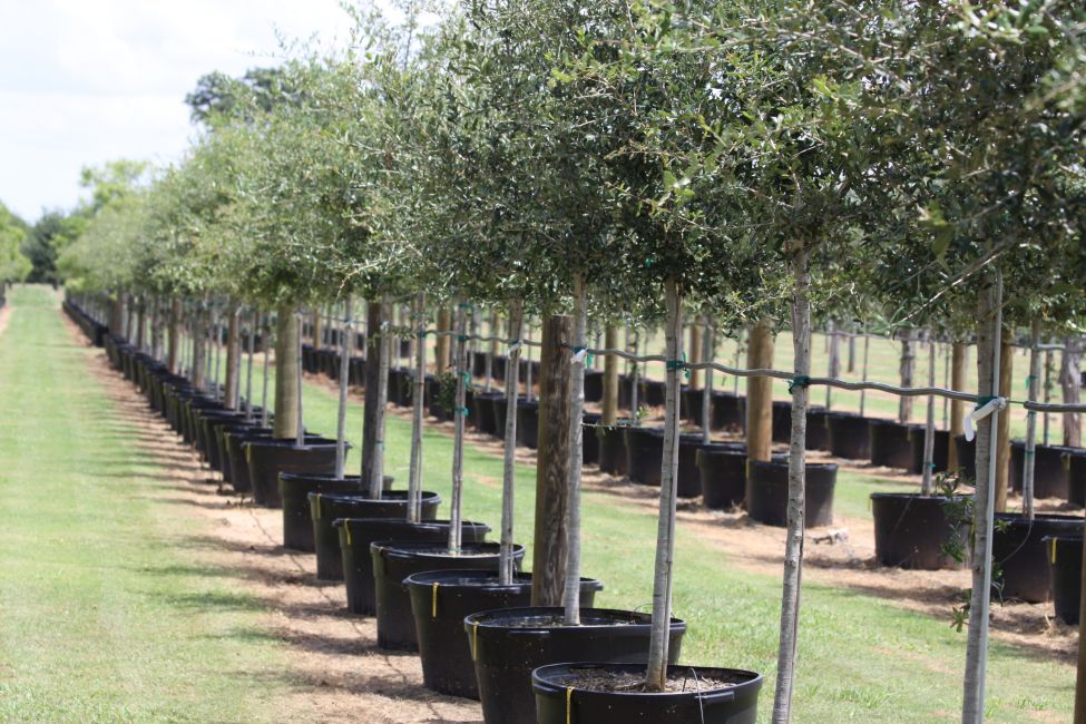 Ornamental Trees