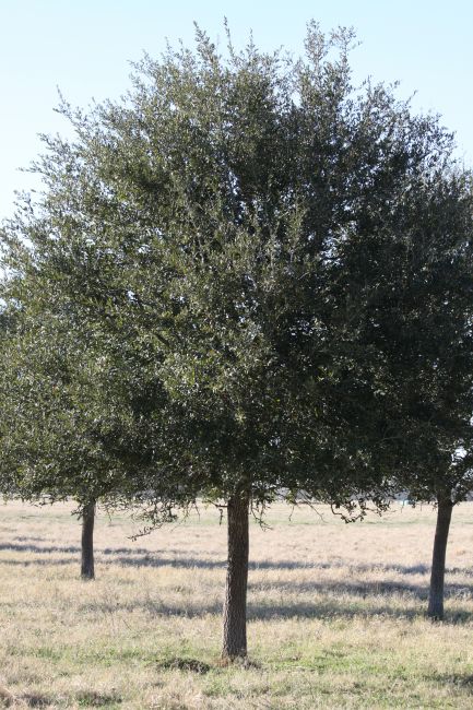Ornamental Trees