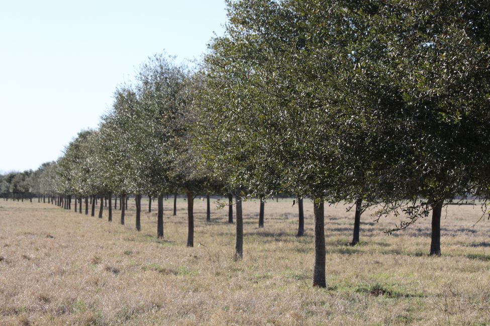 Ornamental Trees