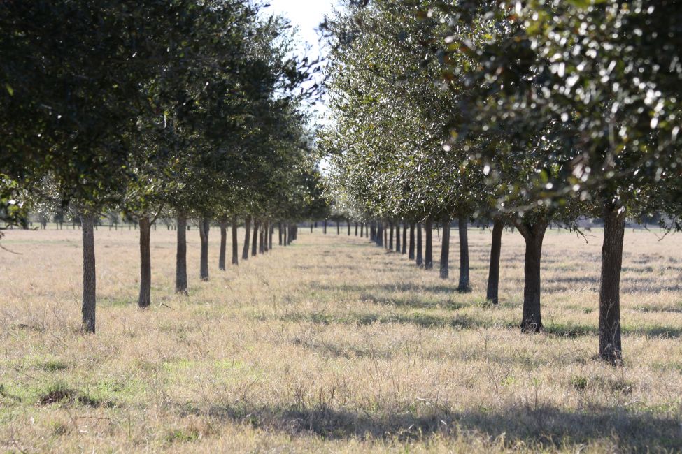 Ornamental Trees