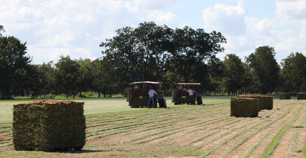 Turfgrass