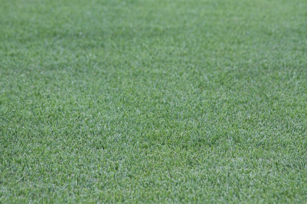 Turfgrass