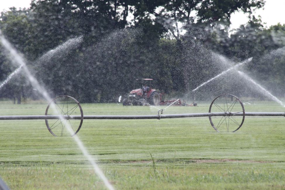 Turfgrass