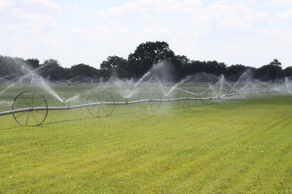 Turfgrass