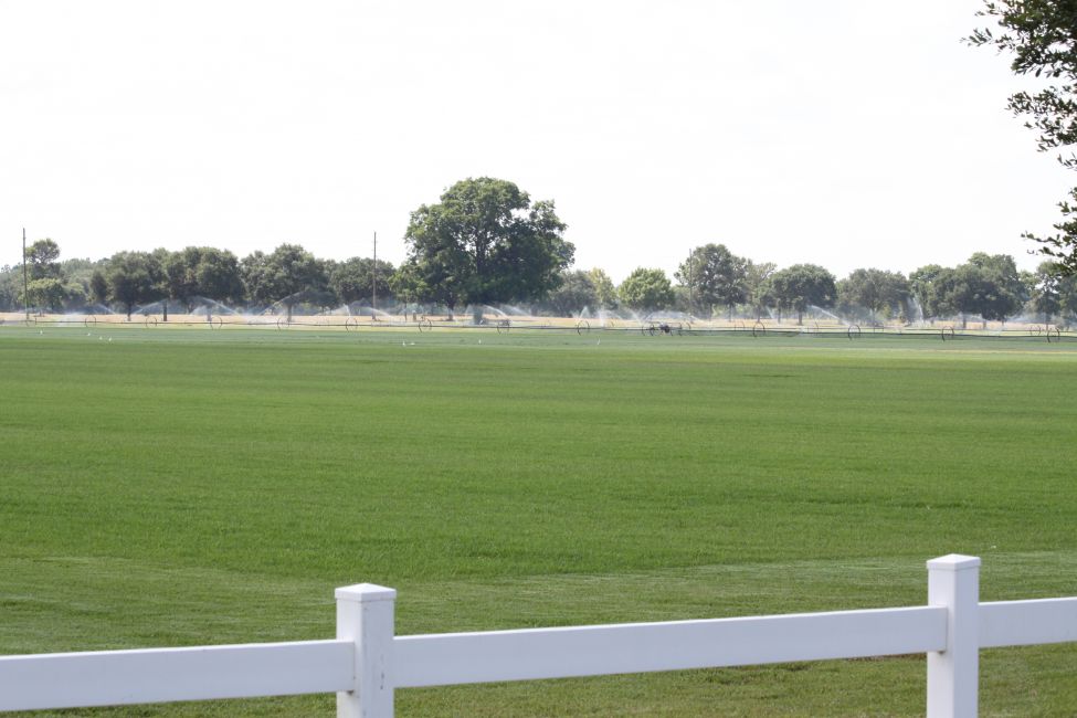 Turfgrass