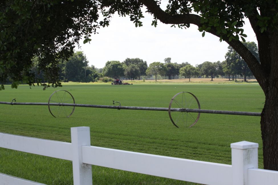 Turfgrass