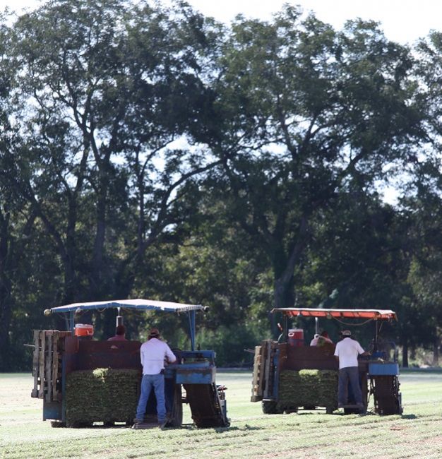 Turfgrass