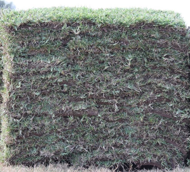 Turfgrass