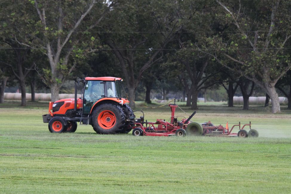 Turfgrass