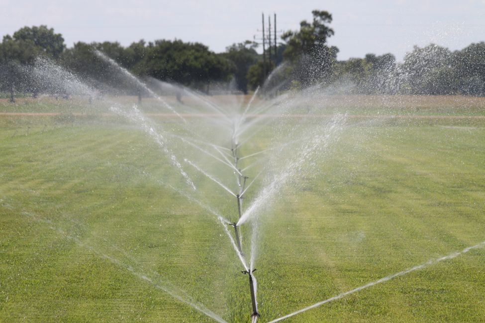 Turfgrass