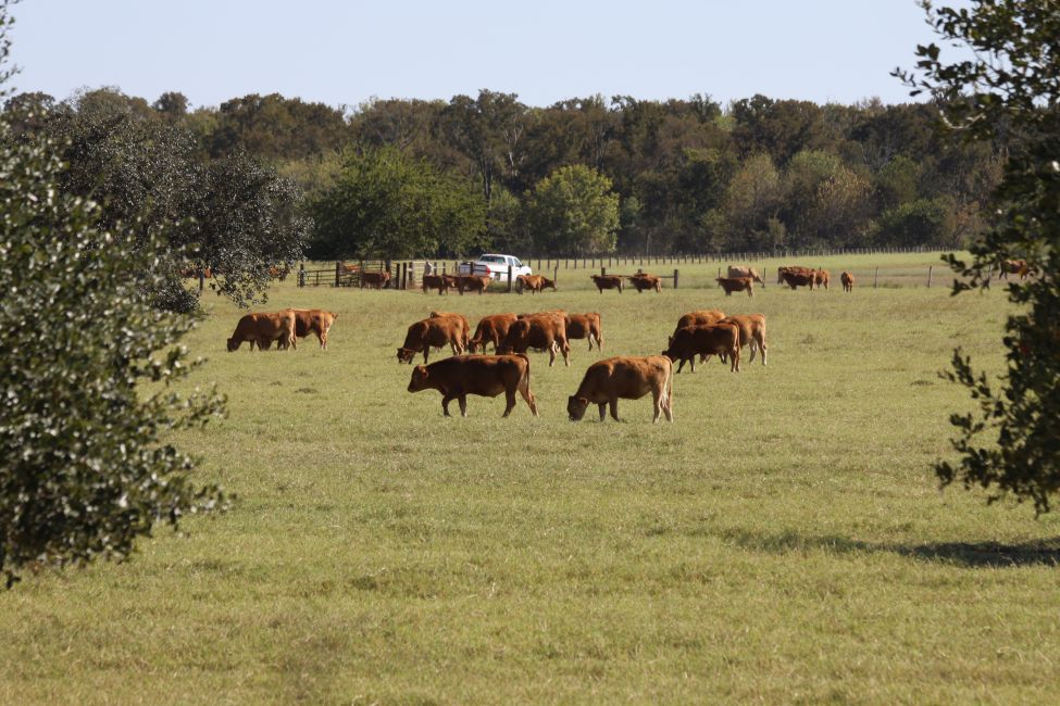 Feeder Calves - Backgrounding Phase