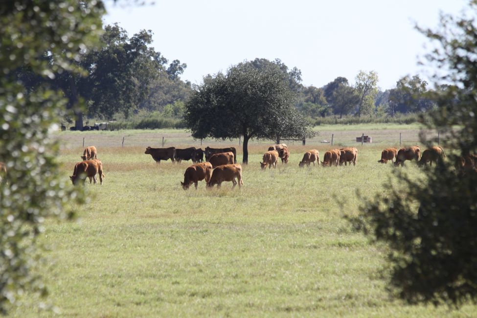 Feeder Calves - Backgrounding Phase