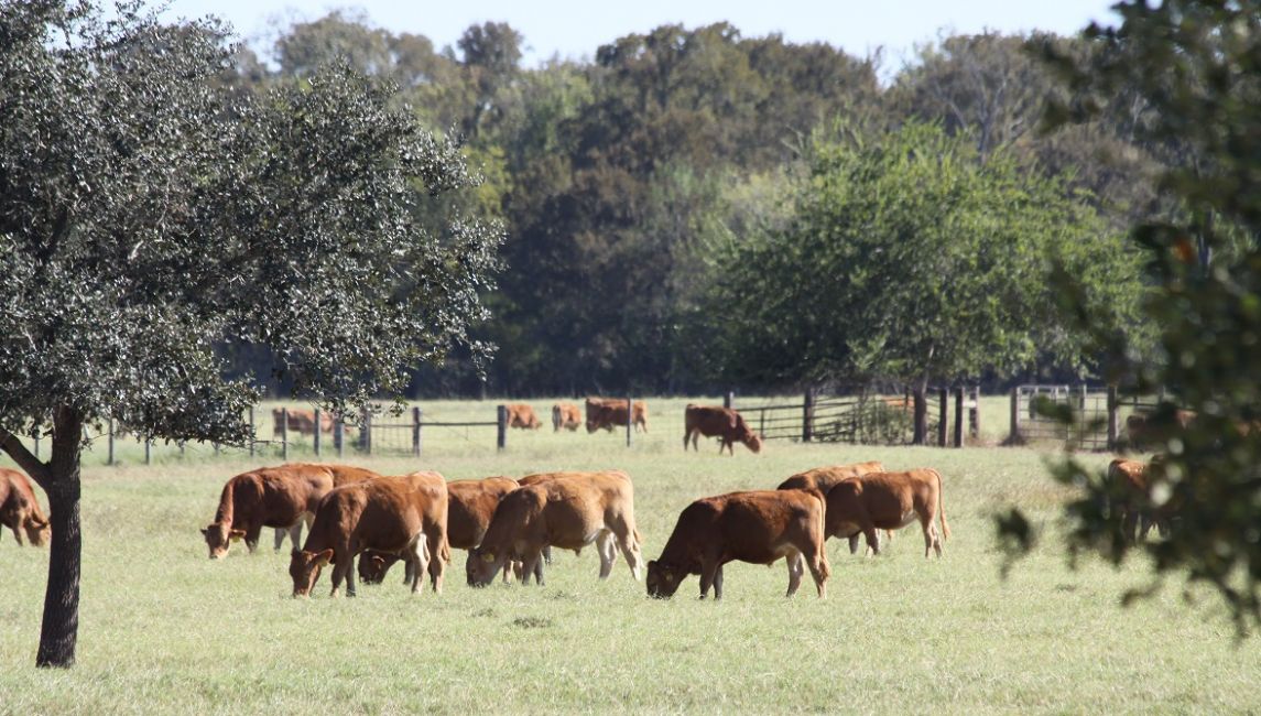 Feeder Calves - Backgrounding Phase