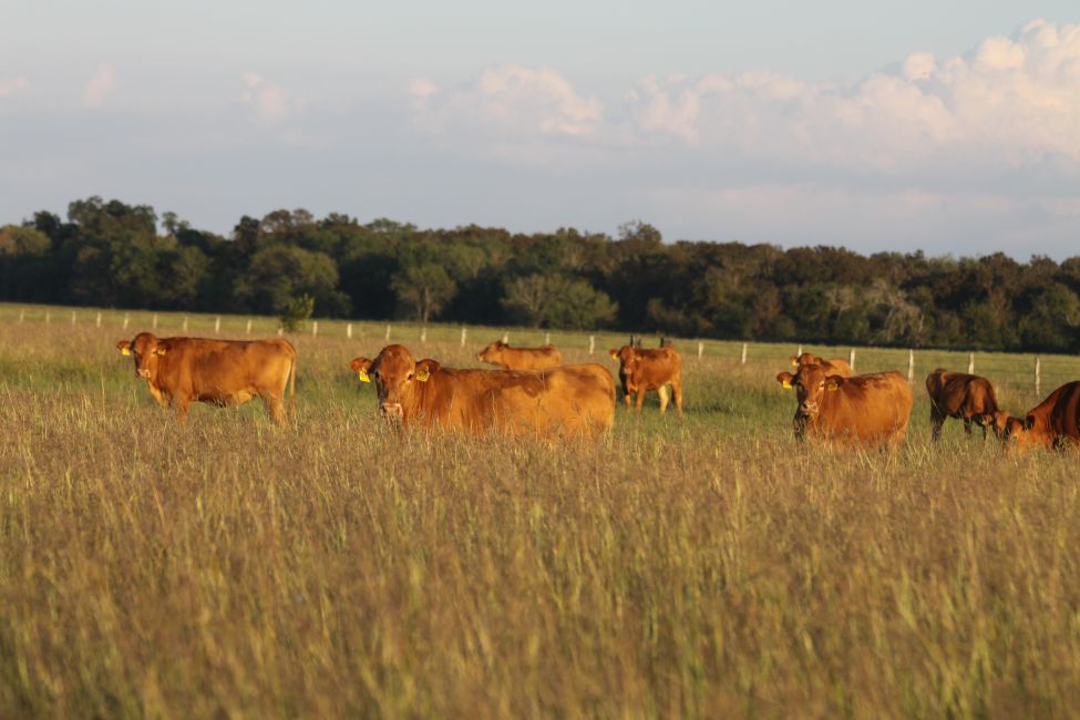 2015 Replacement Herd Dams 